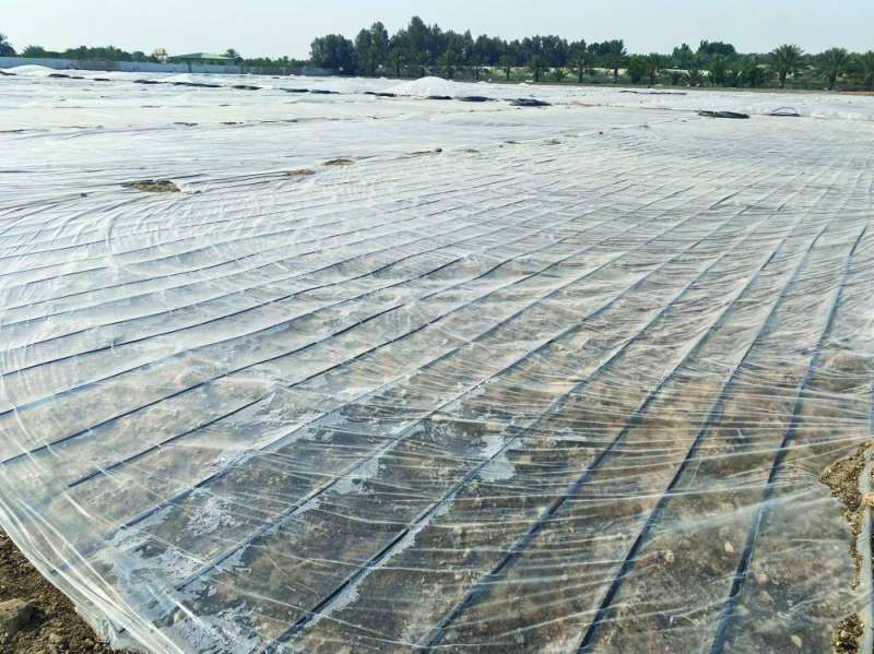 بذور البامية الحقلية مغطاة بالشاش حماية من الطيور والحرّ