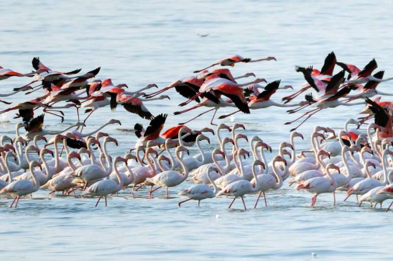 الفلامنغو على شواطئ الكويت اليوم (أ ف ب)