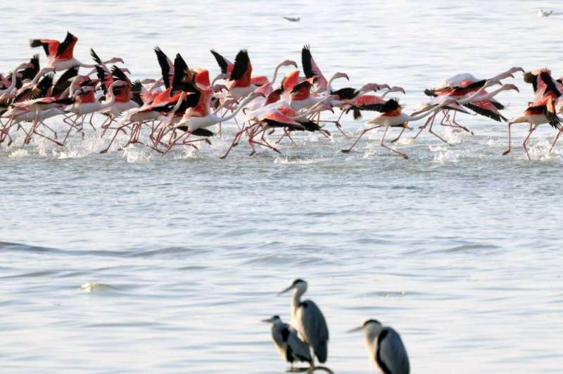 الفلامنغو على شواطئ الكويت اليوم (أ ف ب)