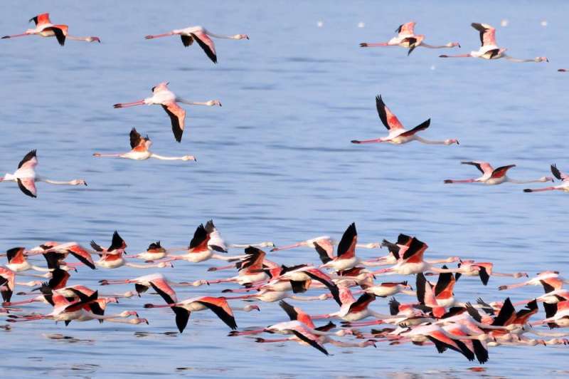 الفلامنغو على شواطئ الكويت اليوم (أ ف ب)