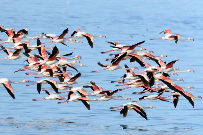 الفلامنغو على شواطئ الكويت اليوم (أ ف ب)