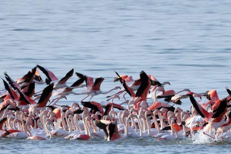 الفلامنغو على شواطئ الكويت اليوم (أ ف ب)