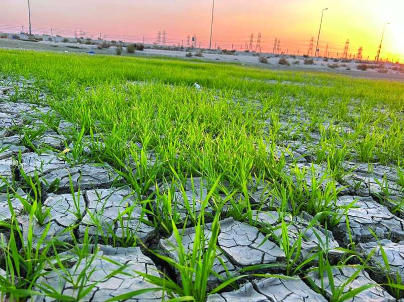 البُر يخضر البَر