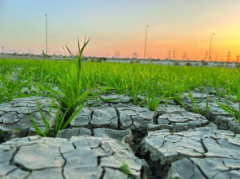 


حصاد البُر سيكون في فبراير ومارس 