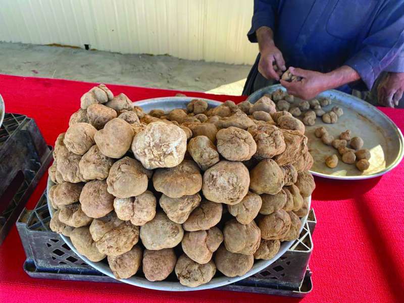 الفقع السعودي