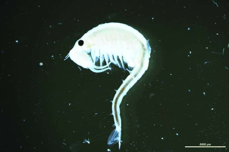 أحد أنواع الروبيان الملحي الذي تم اكتشافه للمرة الأولى في الكويت 