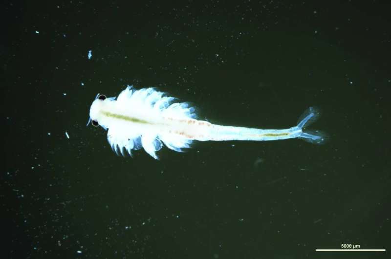 خبراء يابانيون درسوا العينات المكتشفة بالتعاون مع «البيئة» 