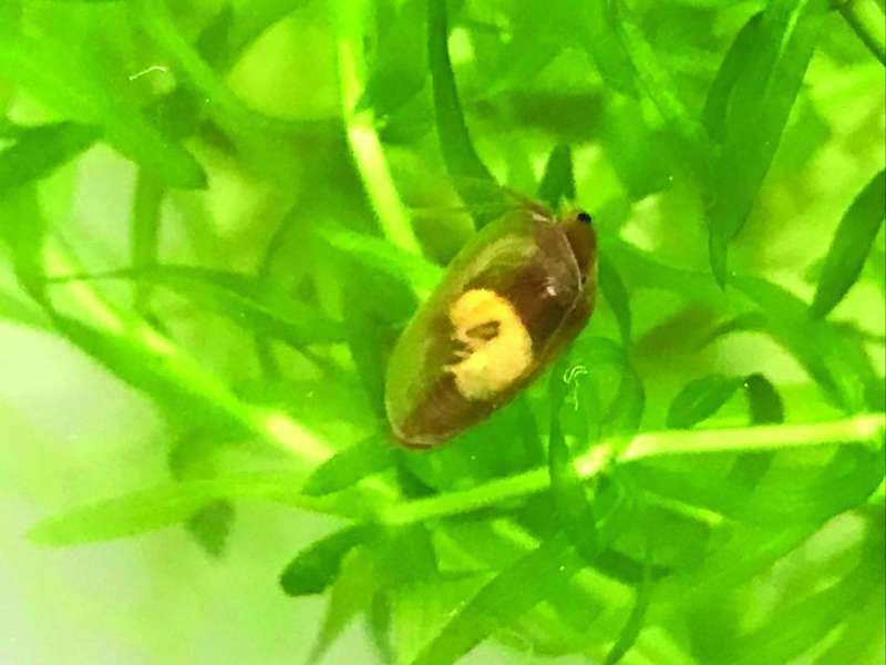 البيض يمكن أن يظل في سُباتٍ لسنوات 