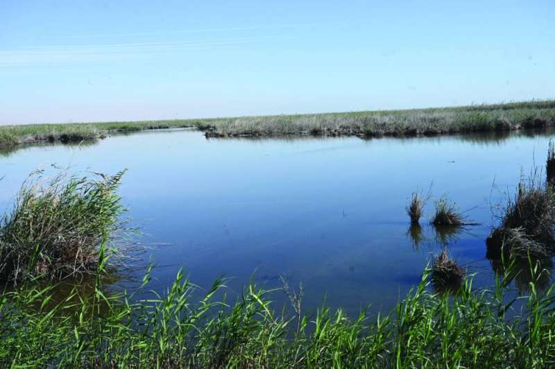 


تنوع إحيائي في محمية الجهراء 	(تصوير نايف العقلة) 