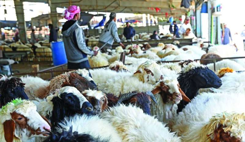 


أغنام في صفاة الجليب 