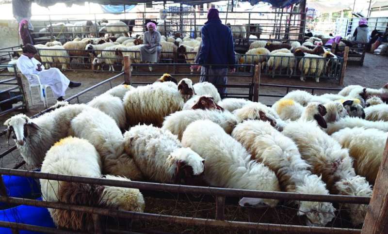 


عزوف عن شراء اللحوم الحية 