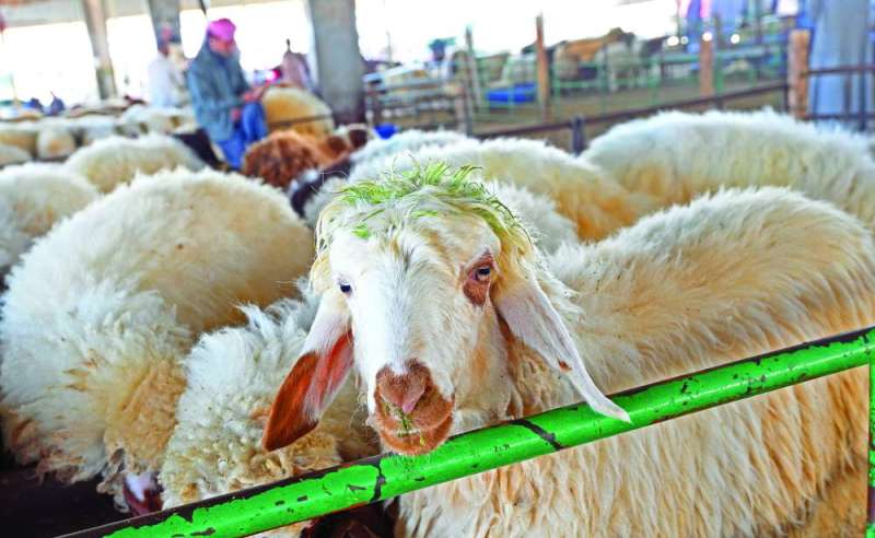 نظرة إلى كاميرا «الراي» بانتظار مصيرها