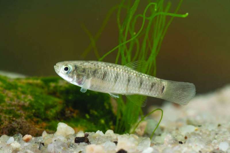 سمكة الجرو العربية.. أحد الاكتشافات الجديدة في محمية الجهراء 