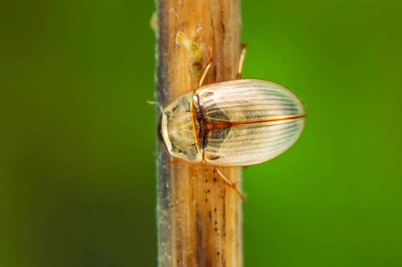 أحد أنواع الخنافس التي باتت تستوطن المحمية 