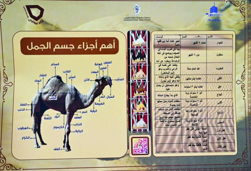 


معلومات عن الإبل كرمز للحياة البرية 
