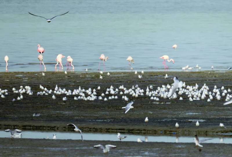 


تجمع الطيور على شاطئ الصليبخات 	(تصوير أسعد عبدالله) 