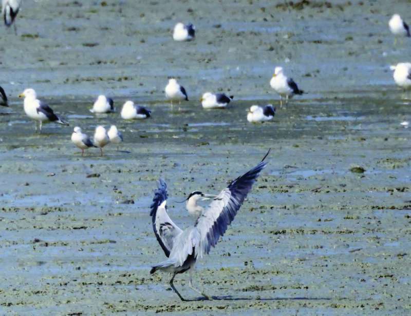 رقصة من طائر البلشون