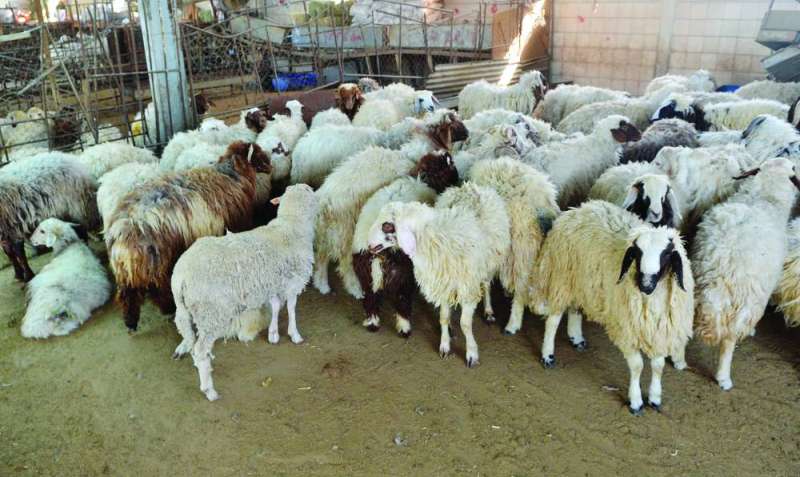 


أغلب الأغنام المستوردة... إناث للذبح 	(تصوير سعود سالم) 