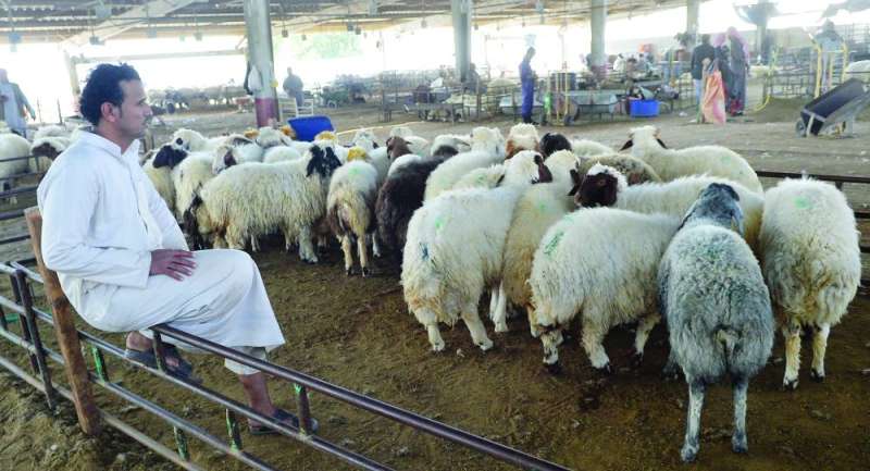 سوق الغنم أُصيب بضربة جديدة بعد منع ذبح الإناث