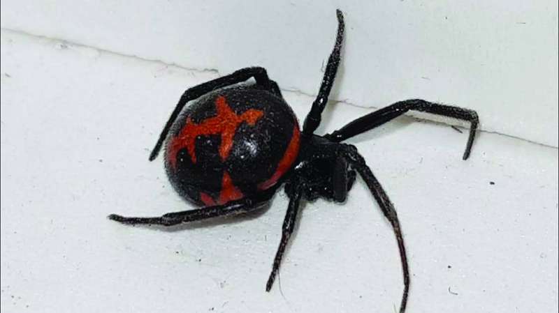عنكبوت الأرملة السوداء 
