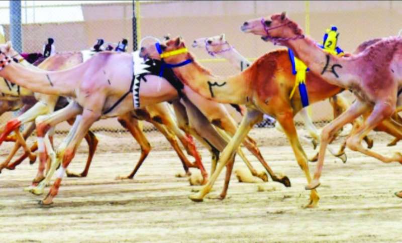 جانب من المنافسات 