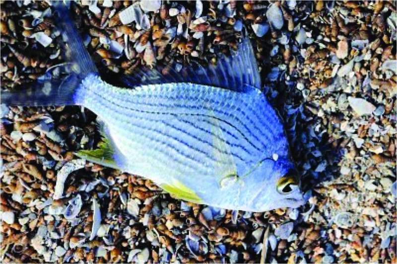 


البلطي الأزرق... فوائد اقتصادية وغذائية 