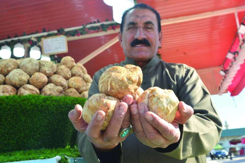 الفقع السوري ذو الحجم الكبير 