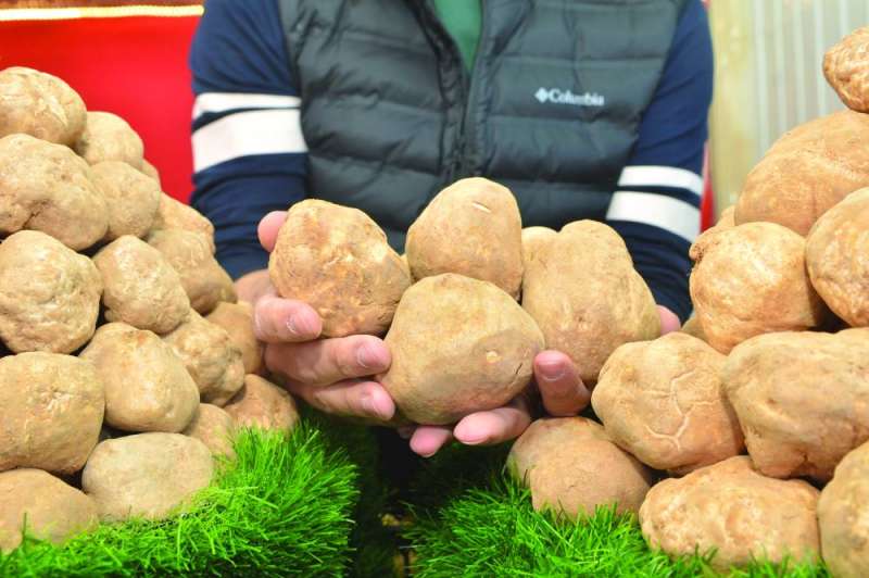 أسعار الفقع حسب الحجم 