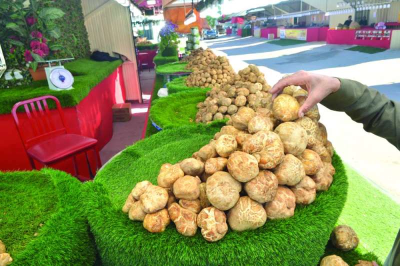 


الفقع محبّب لأهل الكويت  	   (تصوير سعود سالم) 