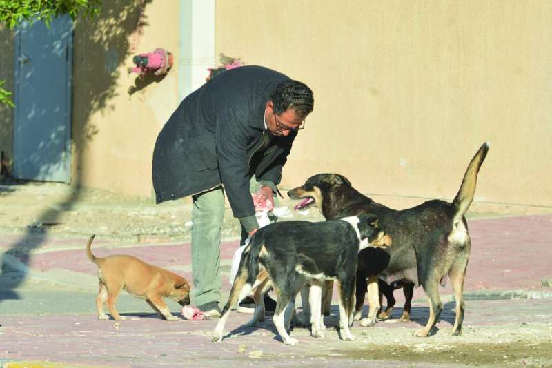 إطعام الكلاب عادة يومية لا تنقطع