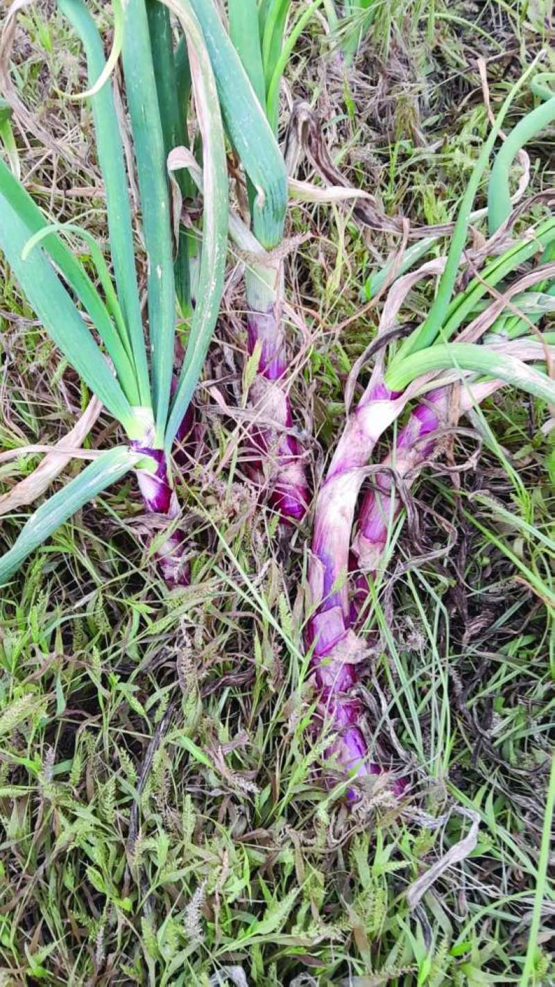 محصول البصل في إحدى مزارع الوفرة