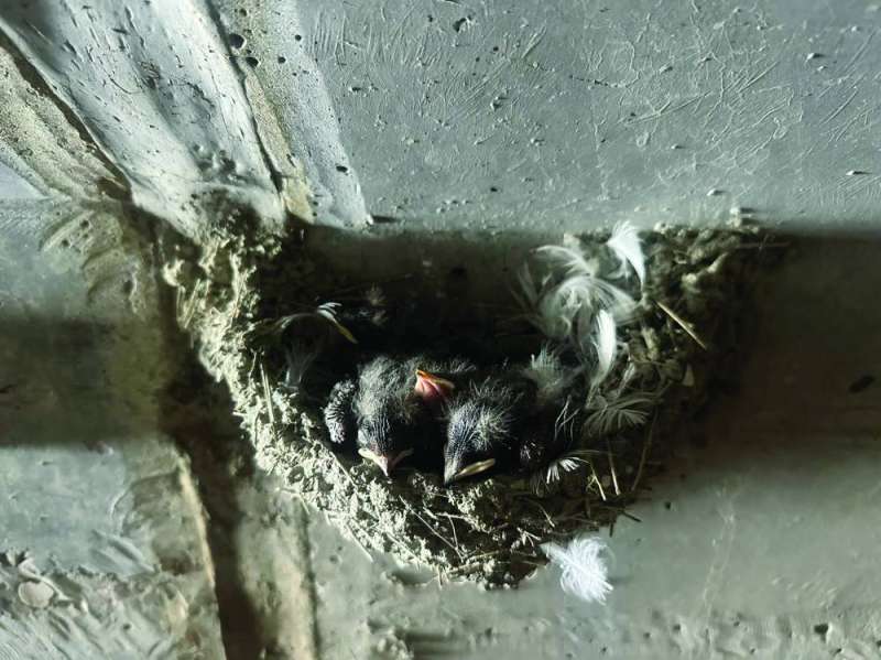 


فروخ «الرقيعي» بعد تفقيس البيض 