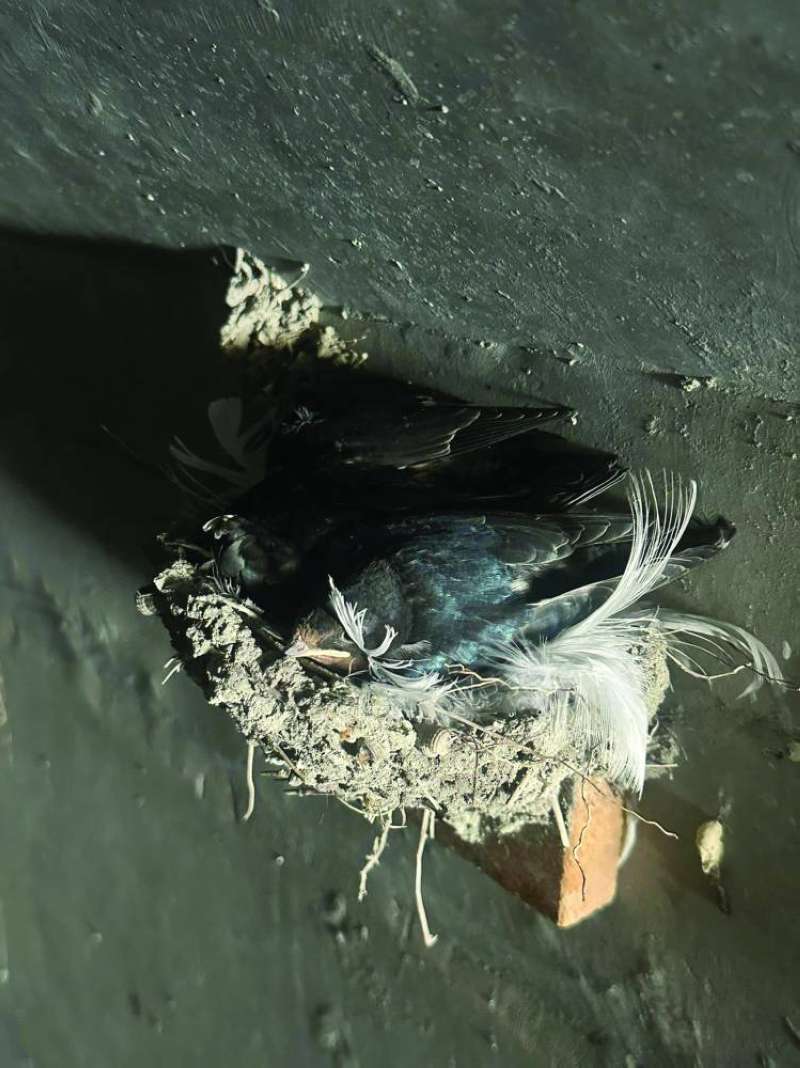 


أُنثى «الرقيعي» راقدة على بيوضها 