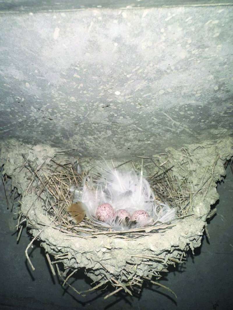 


أحد أعشاش «الرقيعي» بعد وضع الأنثى البيض 