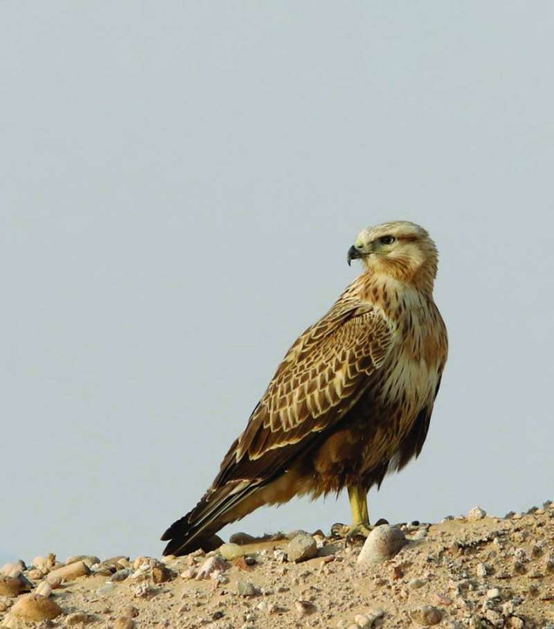 


عقاب الكويت الحوام طويل الساق 