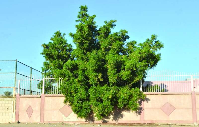 فروع الشجرة تتدلى من فوق سور المدرسة 