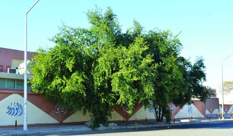 تحذيرات من التأثير السلبي للأشجار على مرافق المدارس