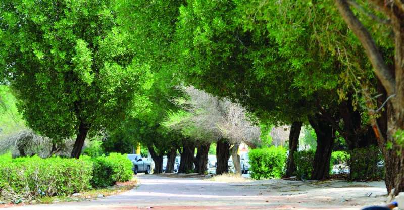 الأخضر... رمز الحياة 