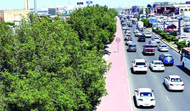 الأشجار... رئة التنفس للمدن وساكنيها 	 (تصوير سعود سالم) 