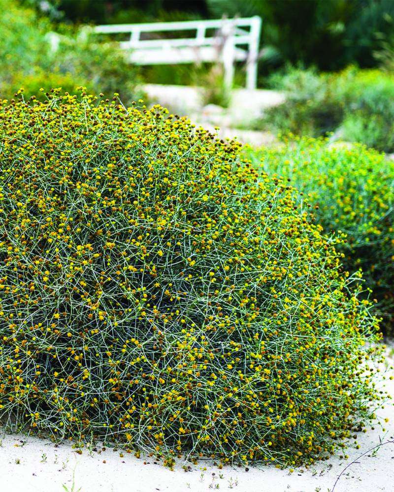 


العرفج يزين عريفجان 