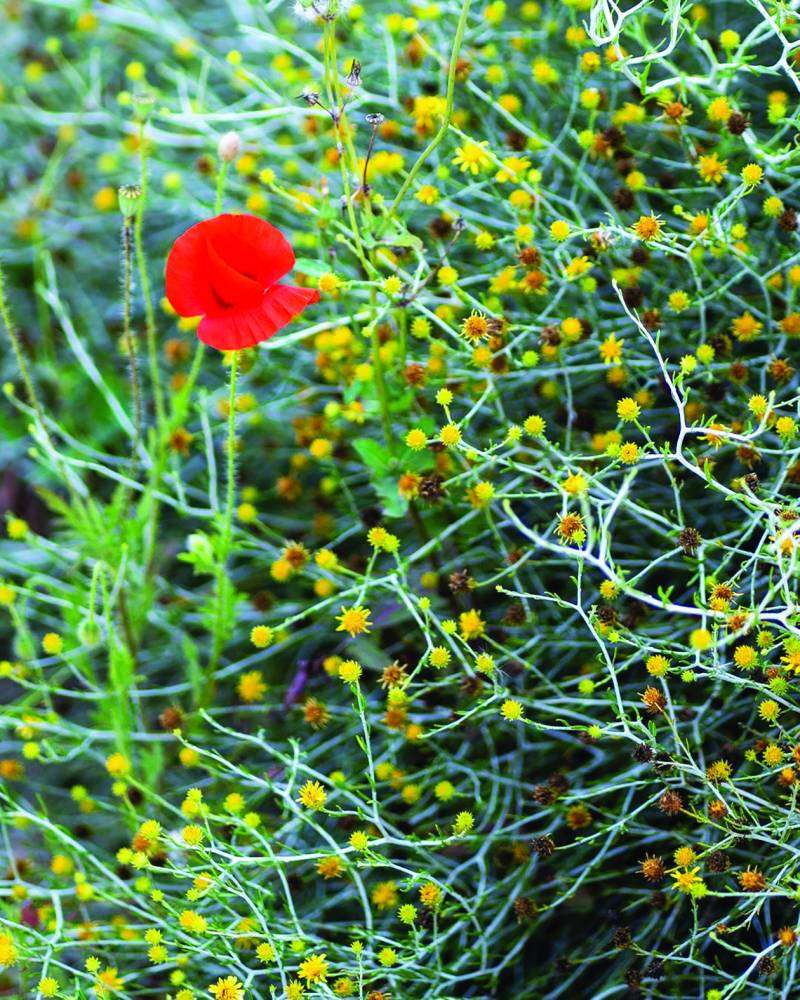 


صحراء عريفجان تحوّلت للوحة فنية 