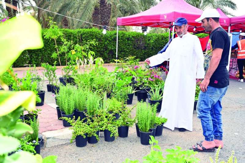 


شتلات للبيع في المهرجان 