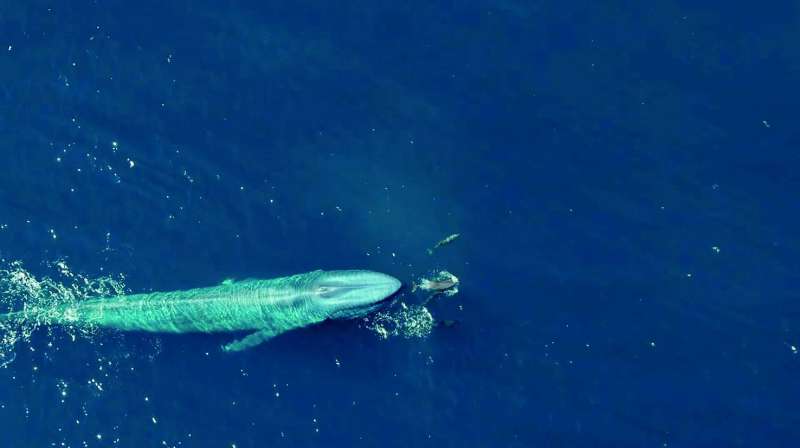 


الحوت الأزرق 