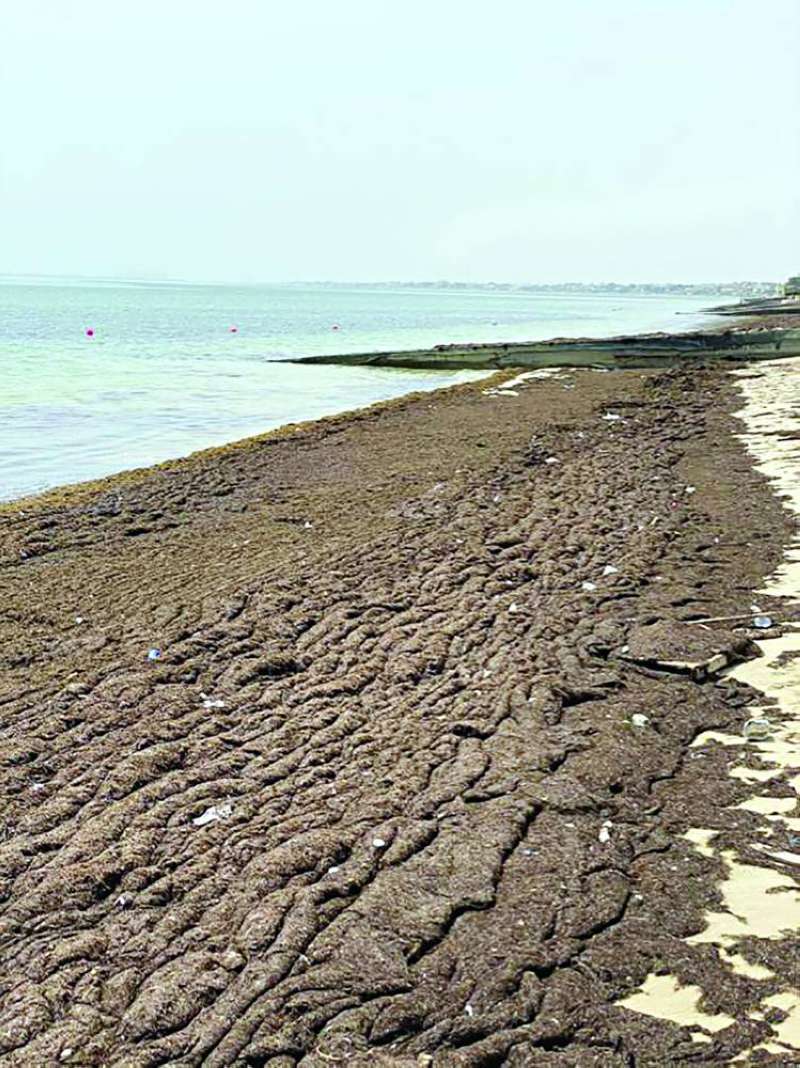 


كميات كبيرة من القصيع على شواطئ الكويت 