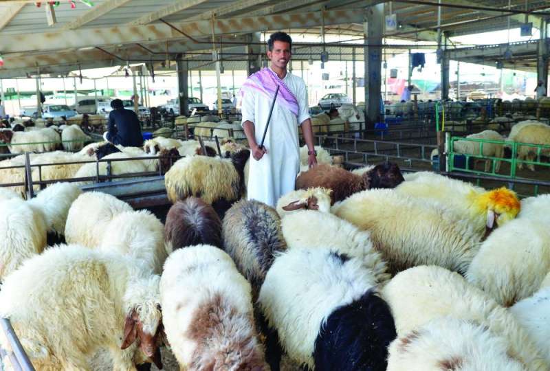 تفاؤل بأسعار معقولة للأضاحي هذا العام	 (تصوير سعود سالم) 