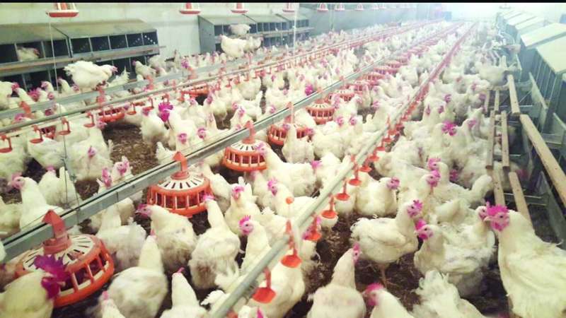 


الفروج يؤمن قرابة نصف حاجة الكويت للحوم الدواجن 