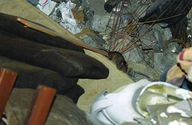 


انتشار للقوارض بين الأنقاض 