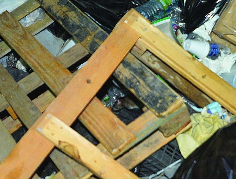 وتواجد بين مخلفات الأخشاب 