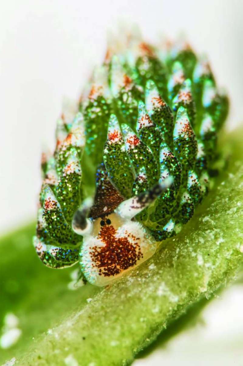 «عارية الخياشيم»... في مياهنا المحلية