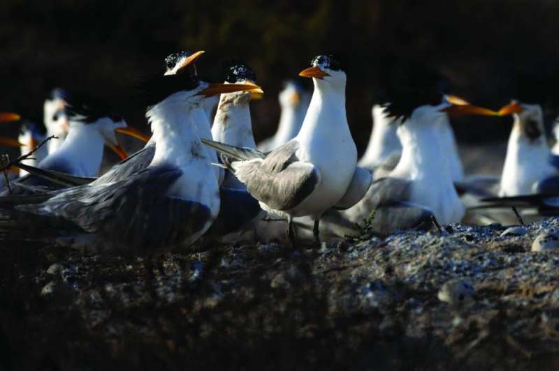 


طيور الخرشنة أحد أهم الملامح البيئية في جزيرة كُبّر 